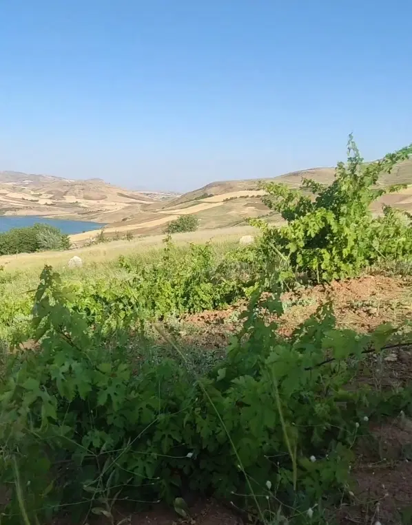 باغ ویلا انگور