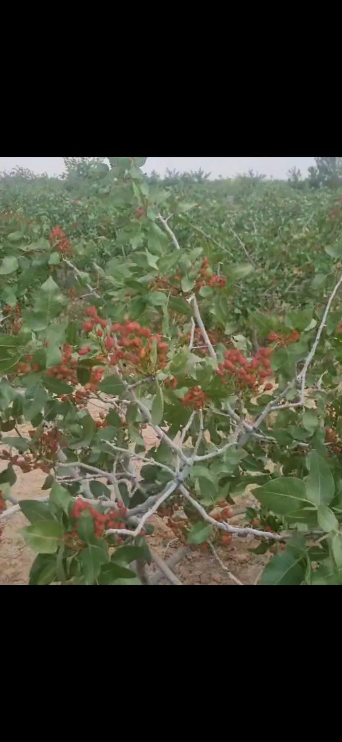 باغ پسته درختان ثمره بده ۸ ساله