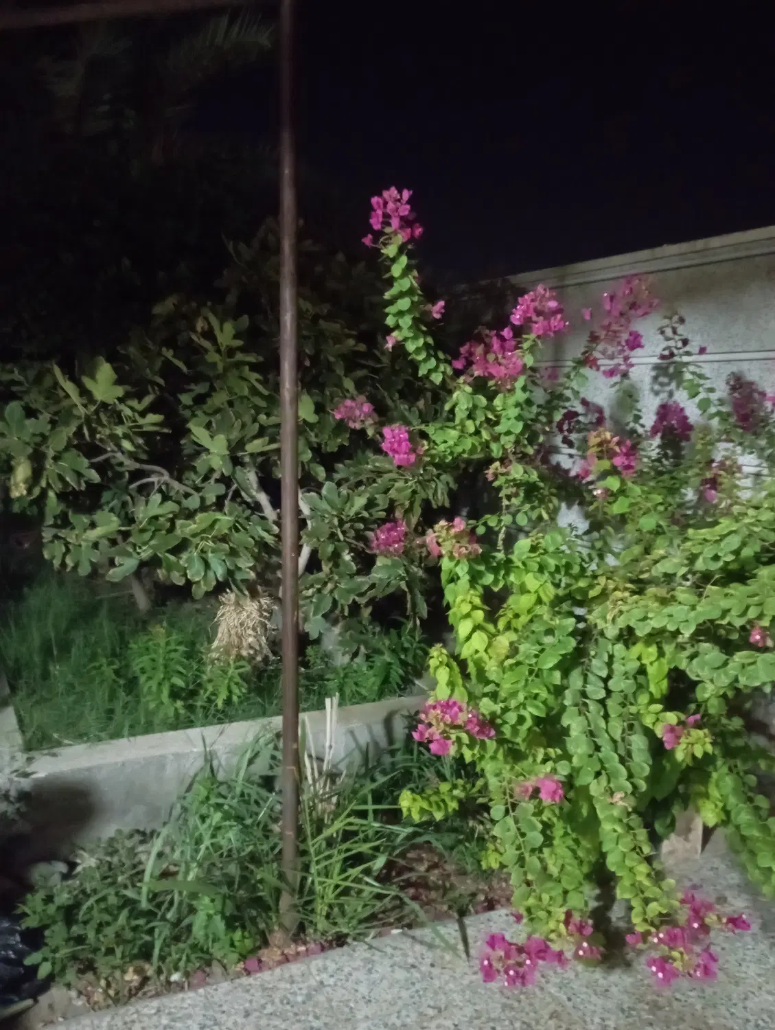 زمین تجاری
