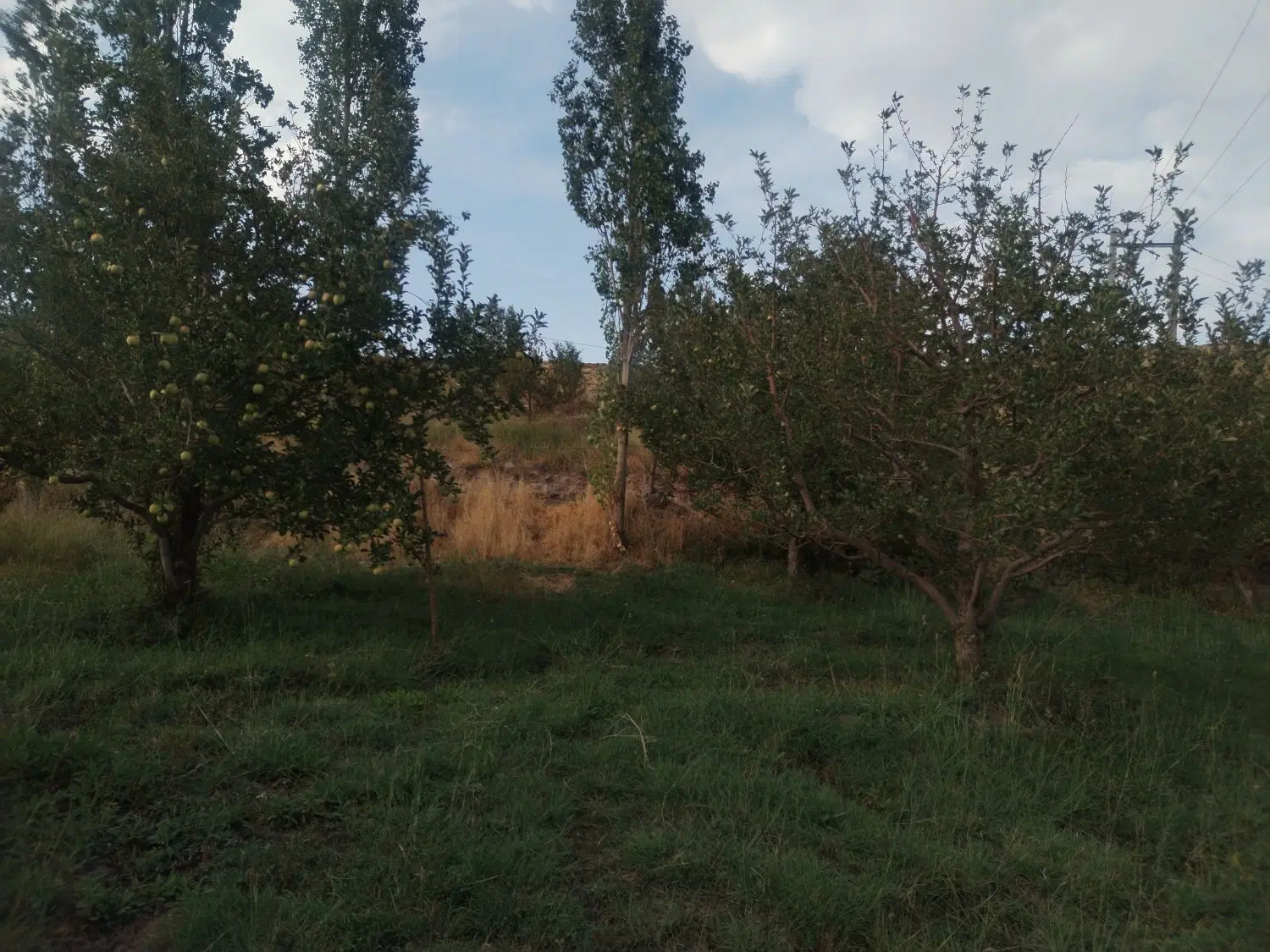 باغ ارزان و خوش قیمت در روستای سردارآباد روی جاده