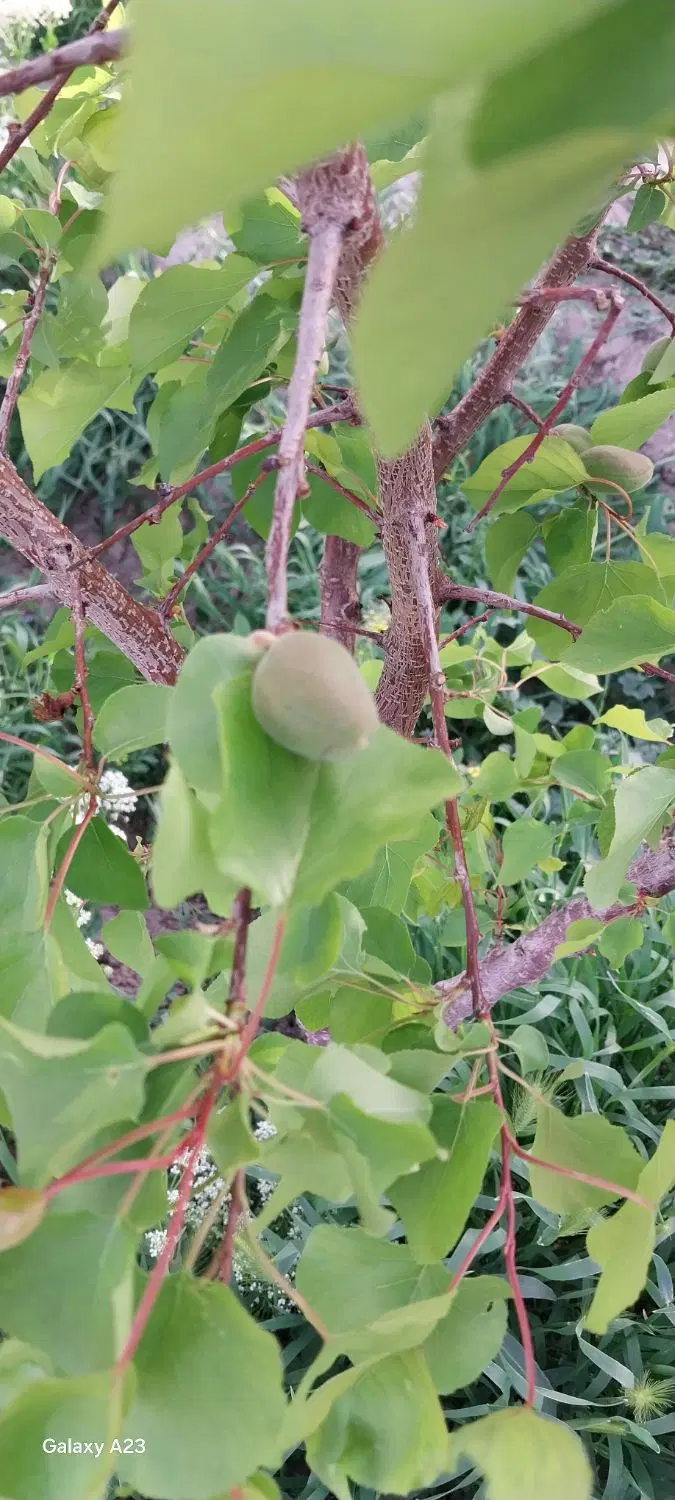 باغ ۲۰۰۰ متری باقیمت استثنایی
