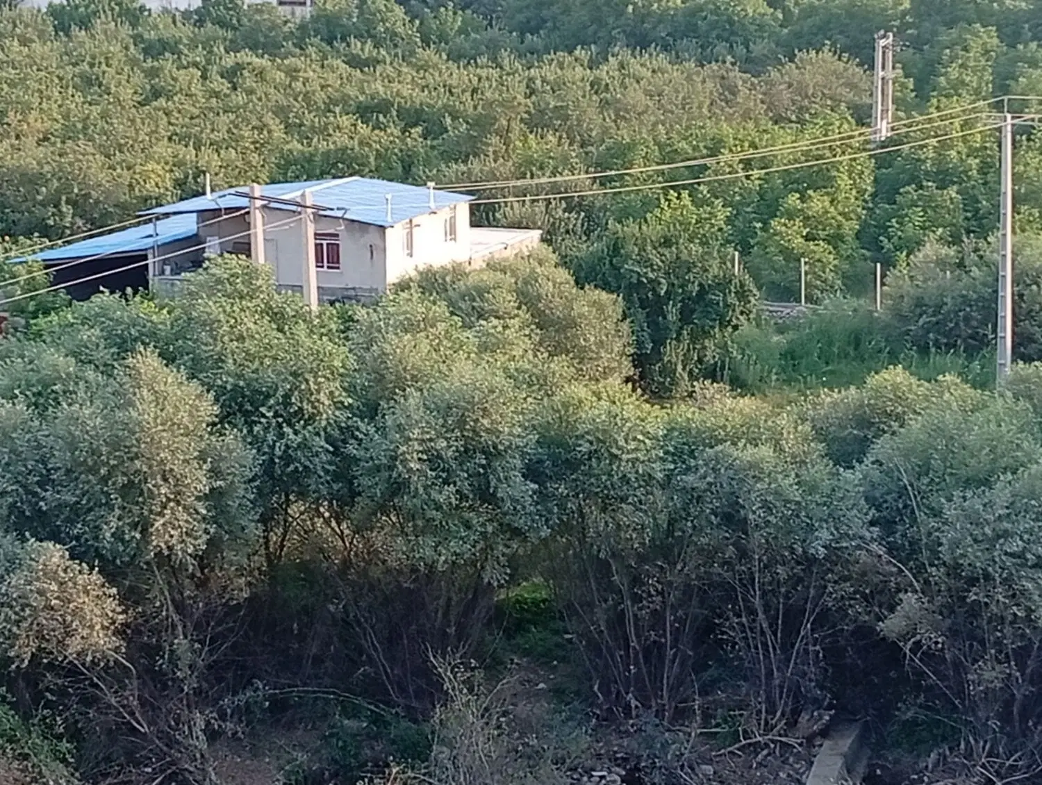 گاوداری 30راسی