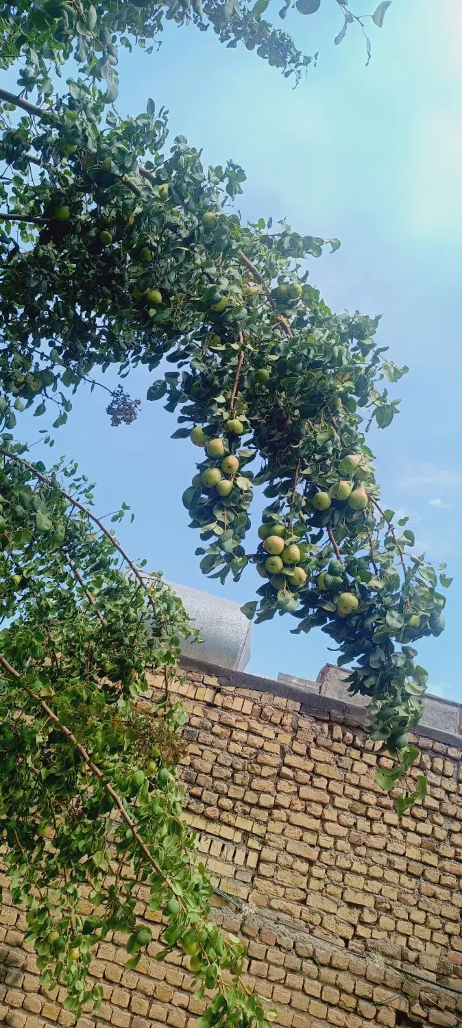 رهن و اجاره منزل مسکونی در روستای ساغروان