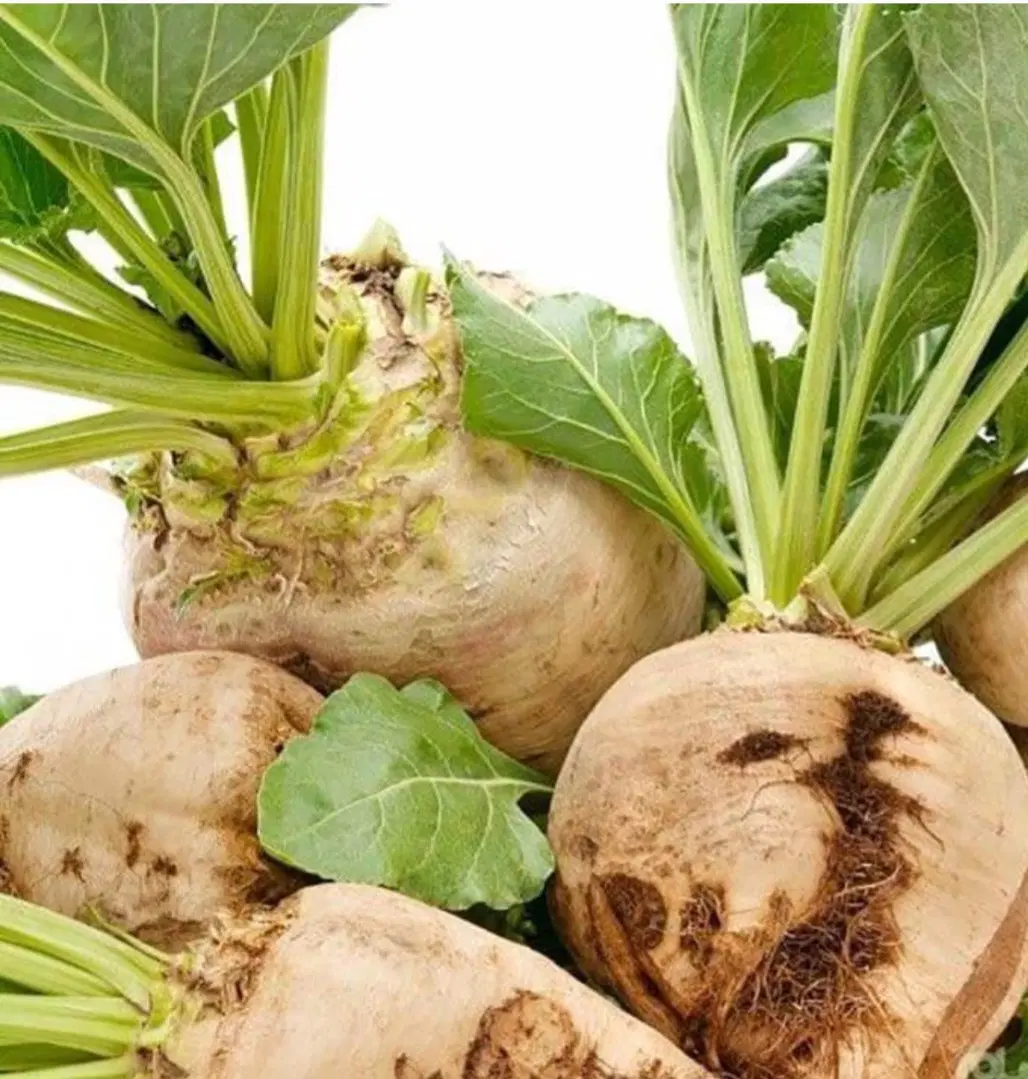 اجاره زمین کشاورزی