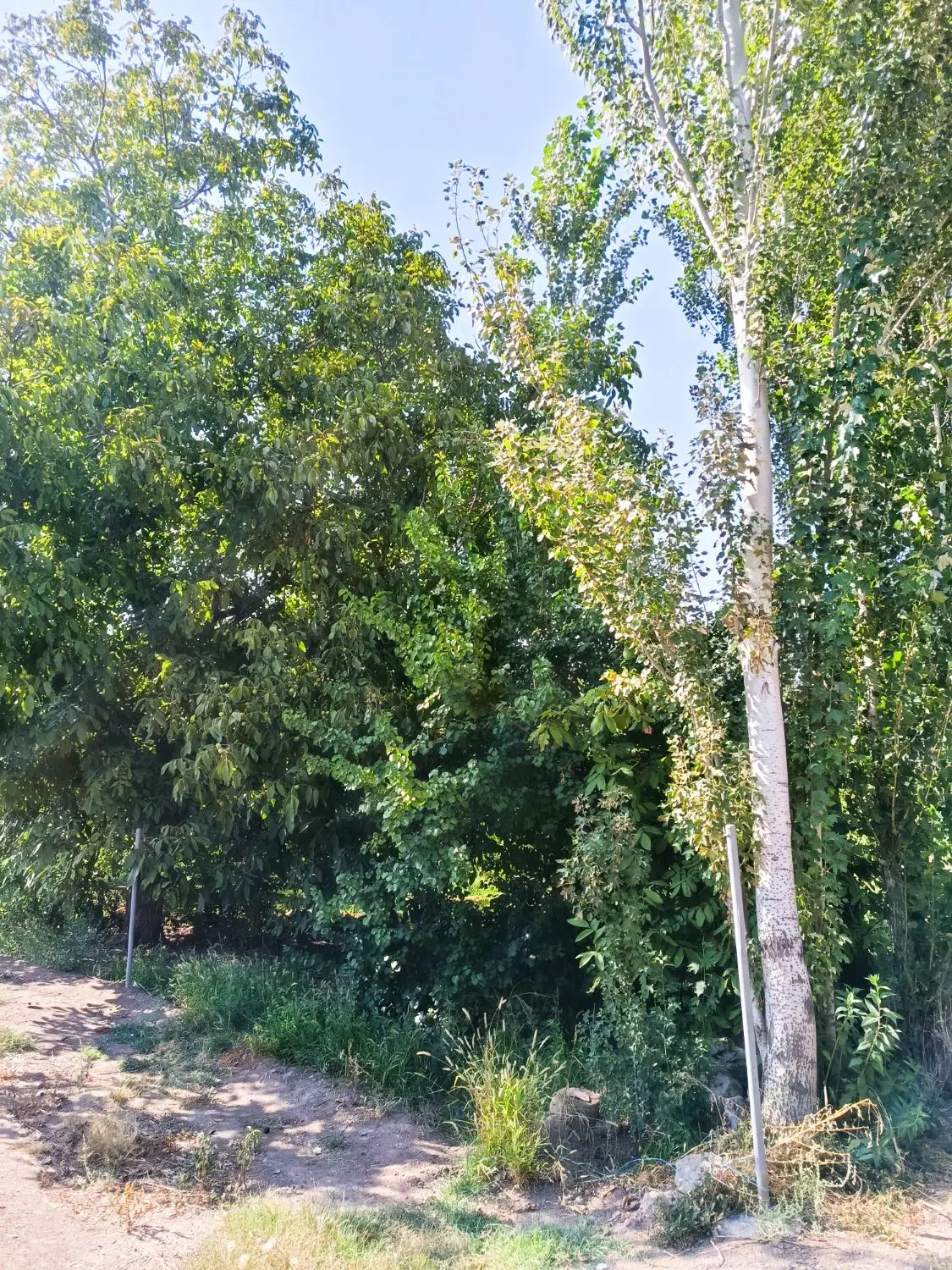 فروش زمین باغی