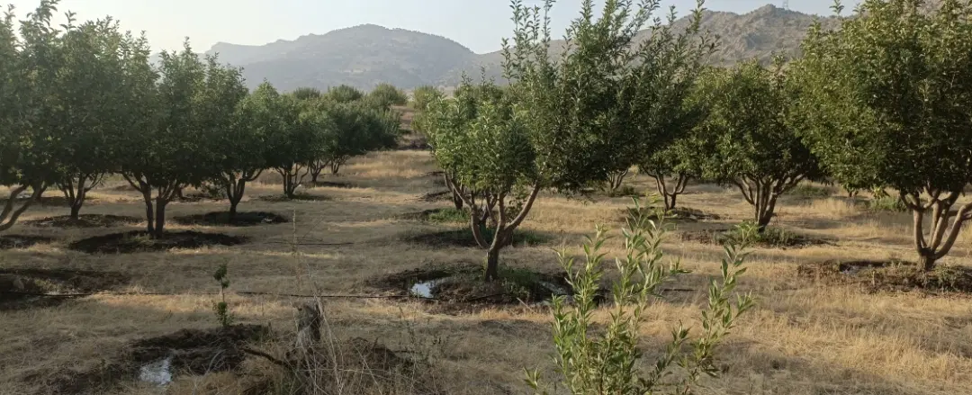 باغ ۱۳۴۸ متری سند تک‌برگ،درختان ۱۶ ساله بارده