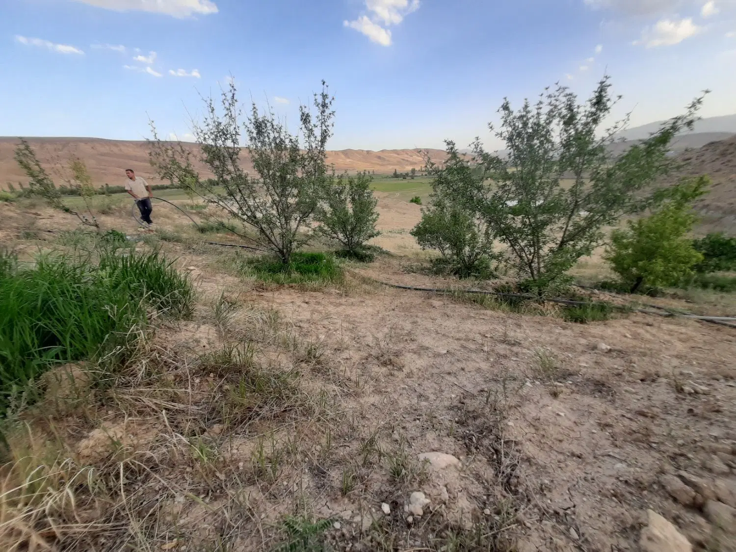 فروش یک قطعه باغ