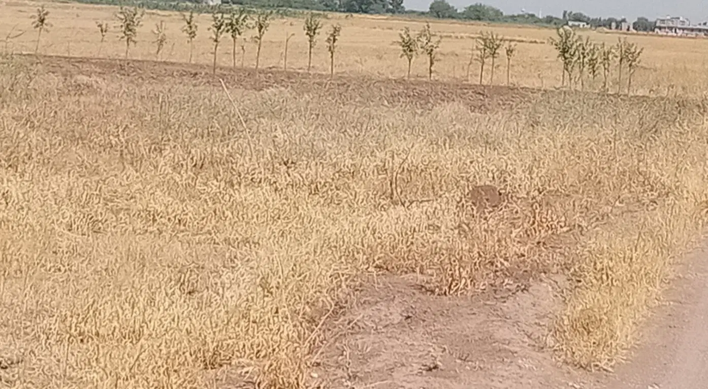 زمین مسکونی۲۵۰متر