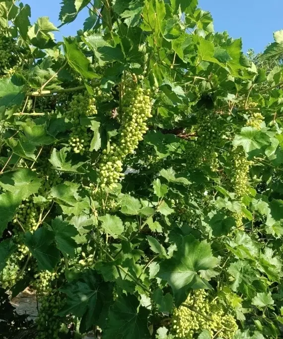 اجاره باغ ایستاده