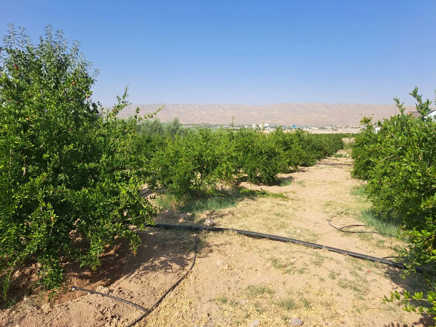 فروش باغ و باغچه