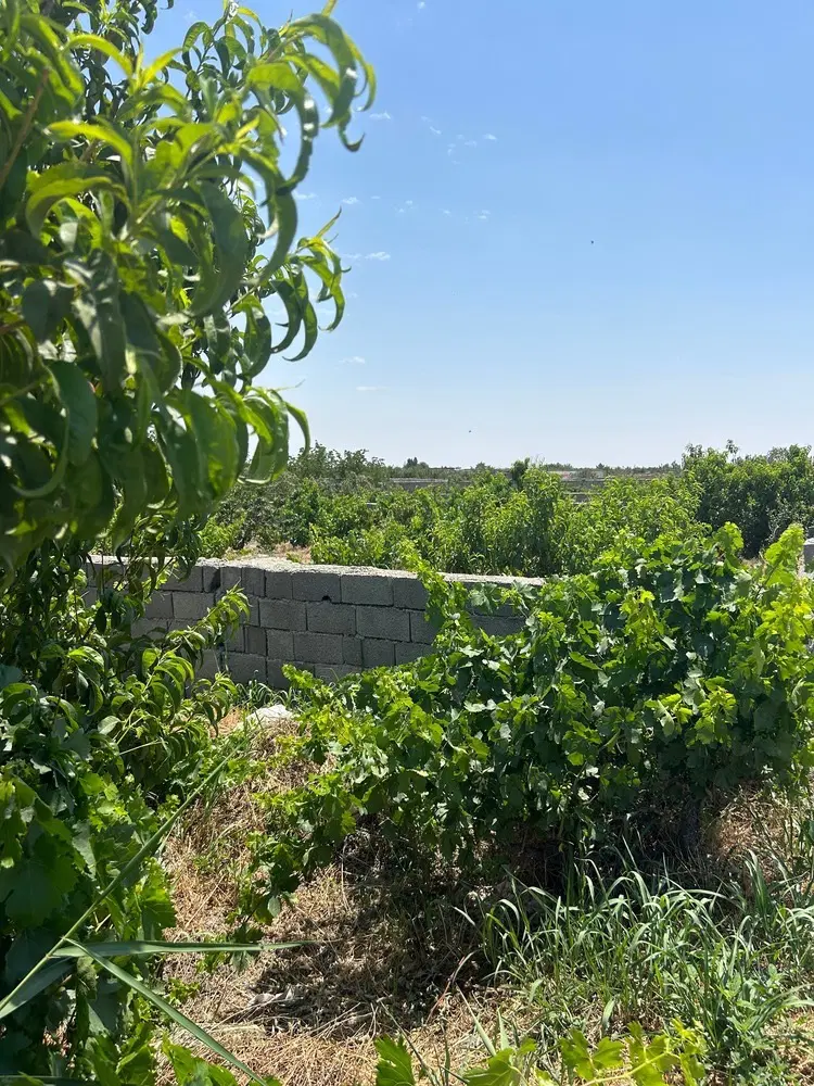 باغچه قدمت دار ۱۵۰ متر (سند تک برگ)
