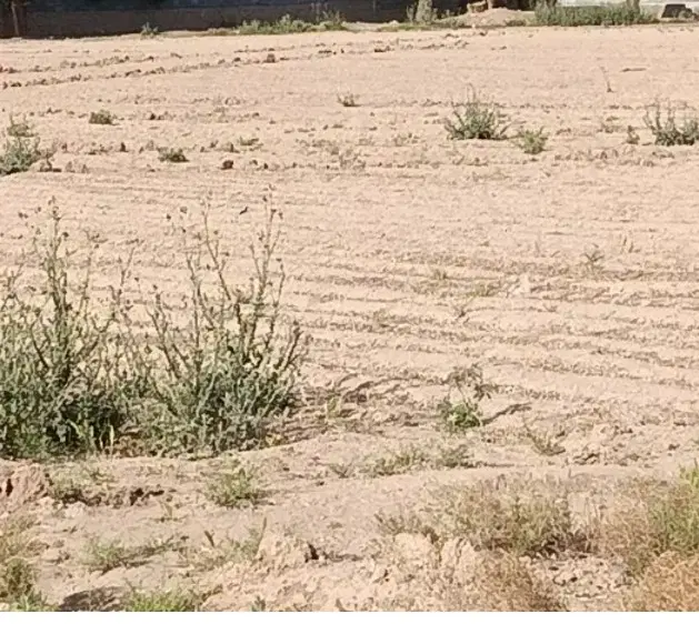 زمین فروشی زهک روستای زاهدانه کهنه من13