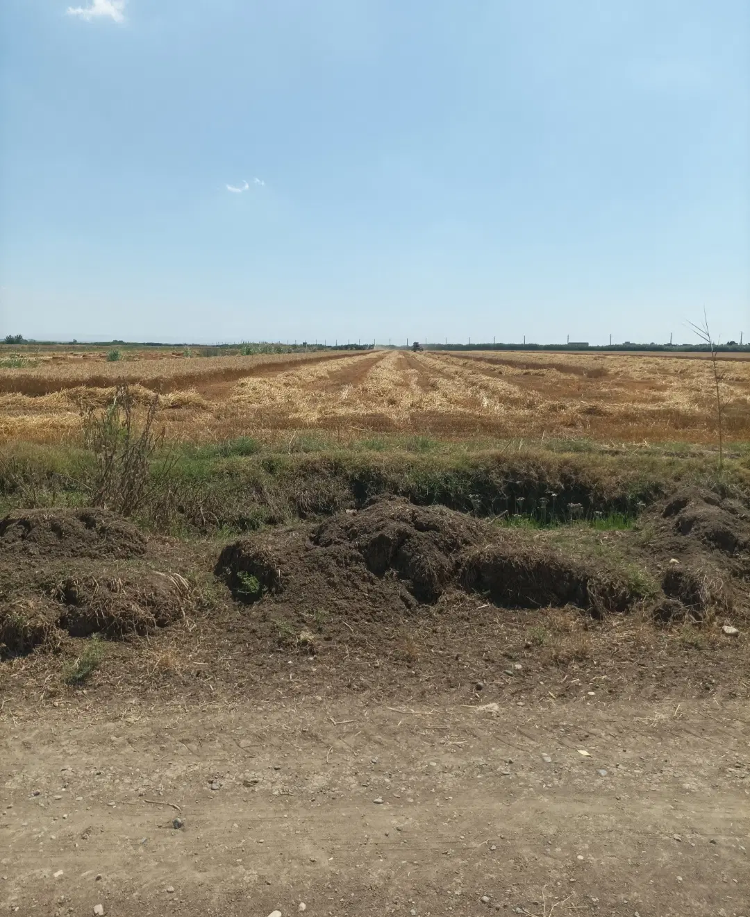 اجاره دادن زمین برای سیر.