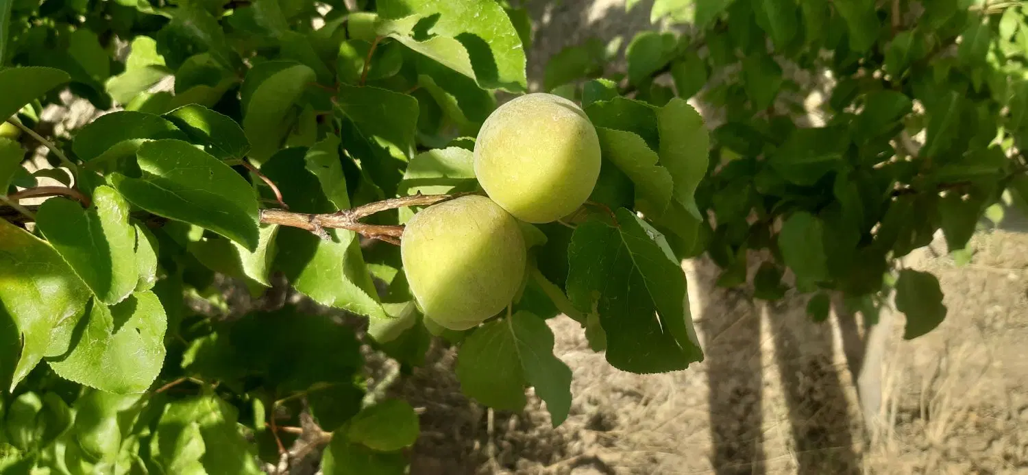 فروشی باغ