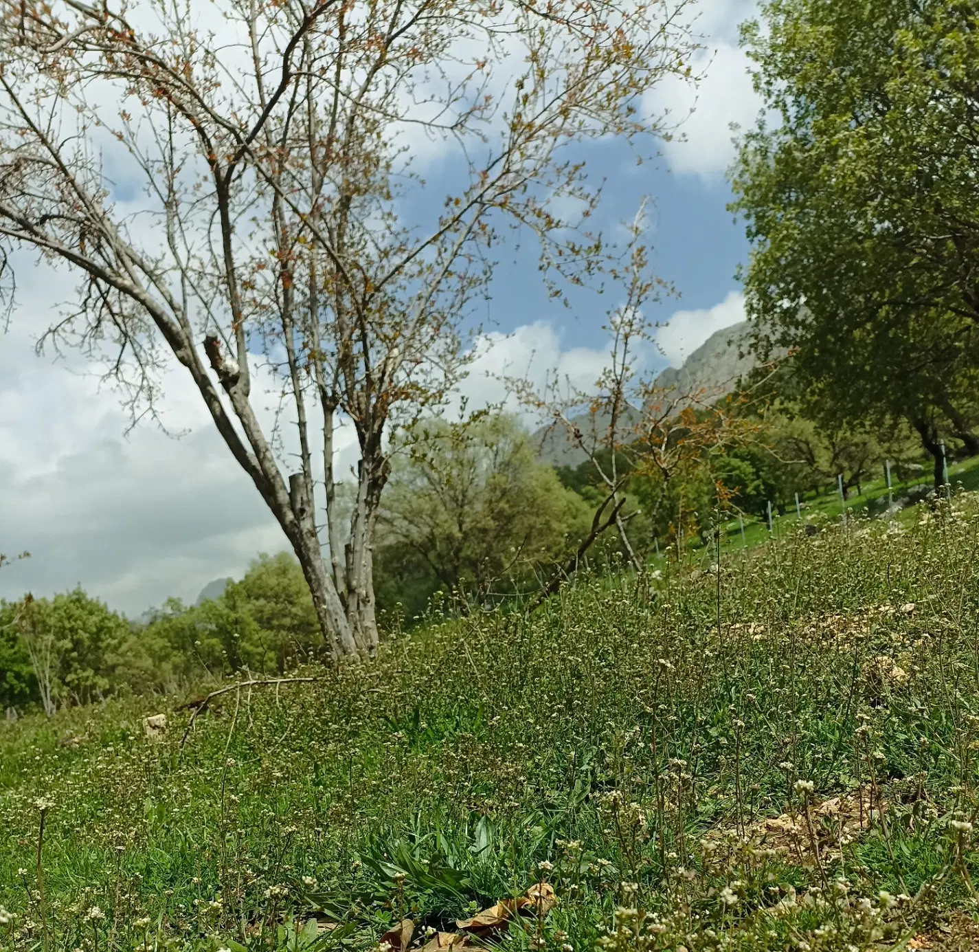 زمین