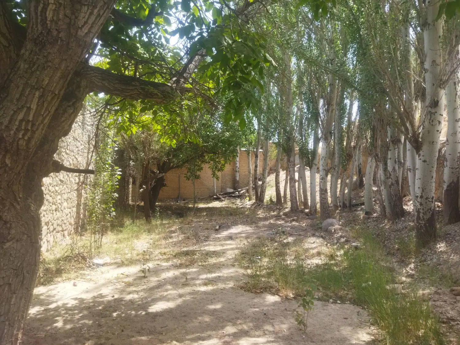 زمین باغ ده بالا