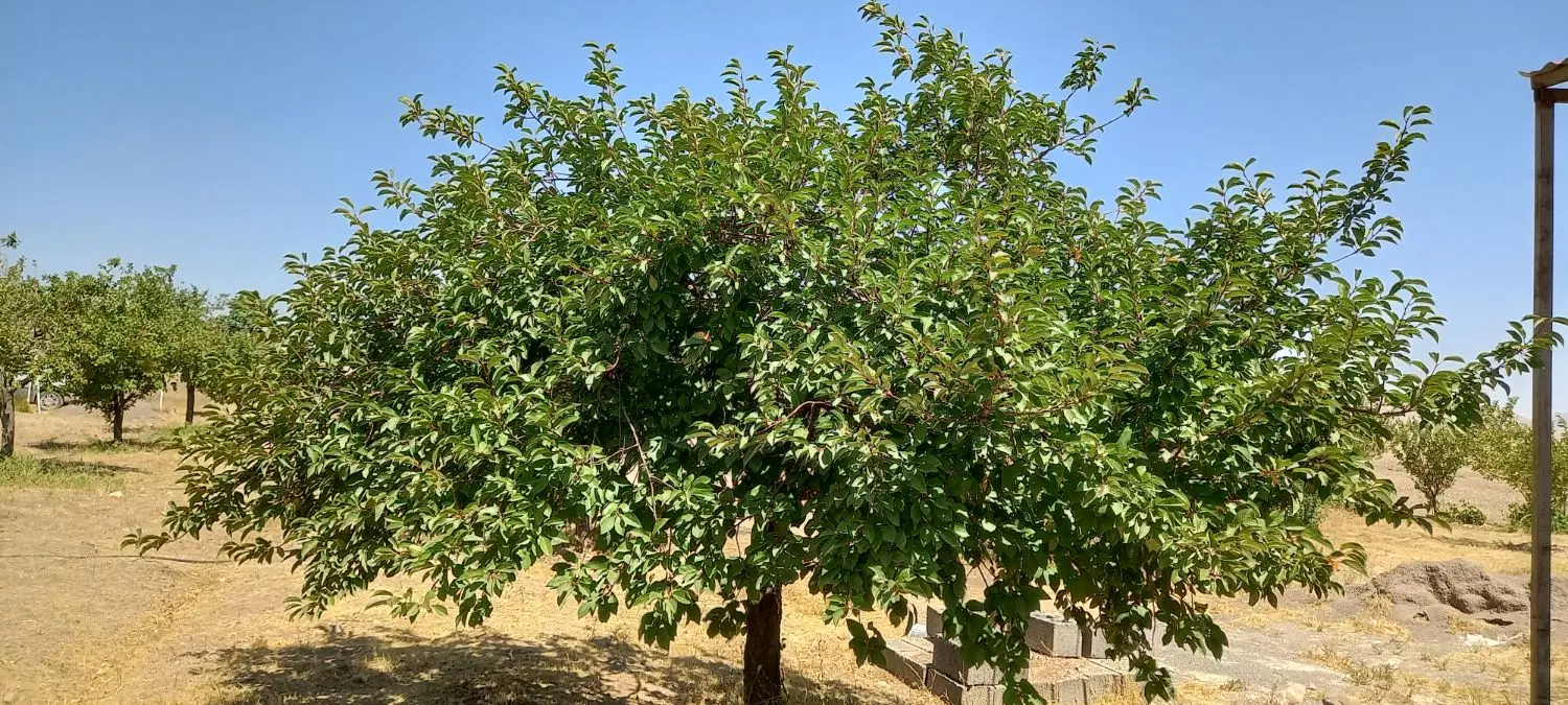 باغشهر