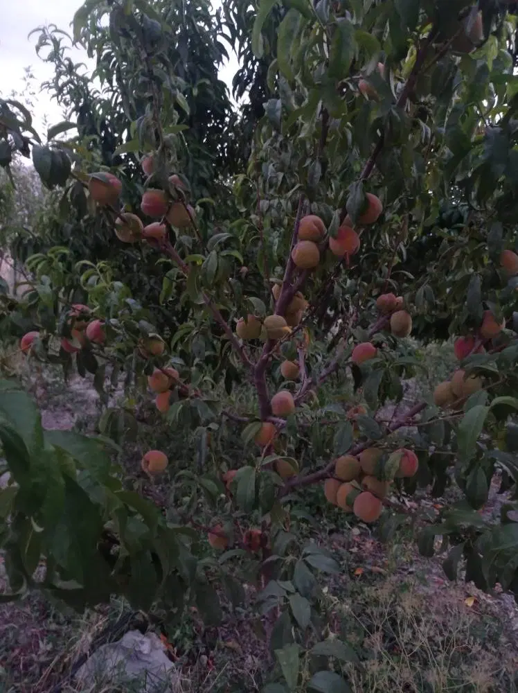 باغ میوه سد سله بن