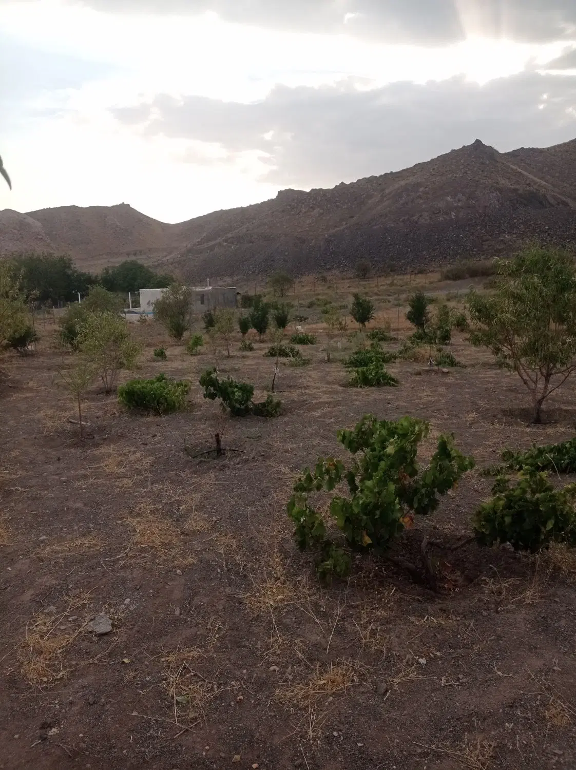 زمین