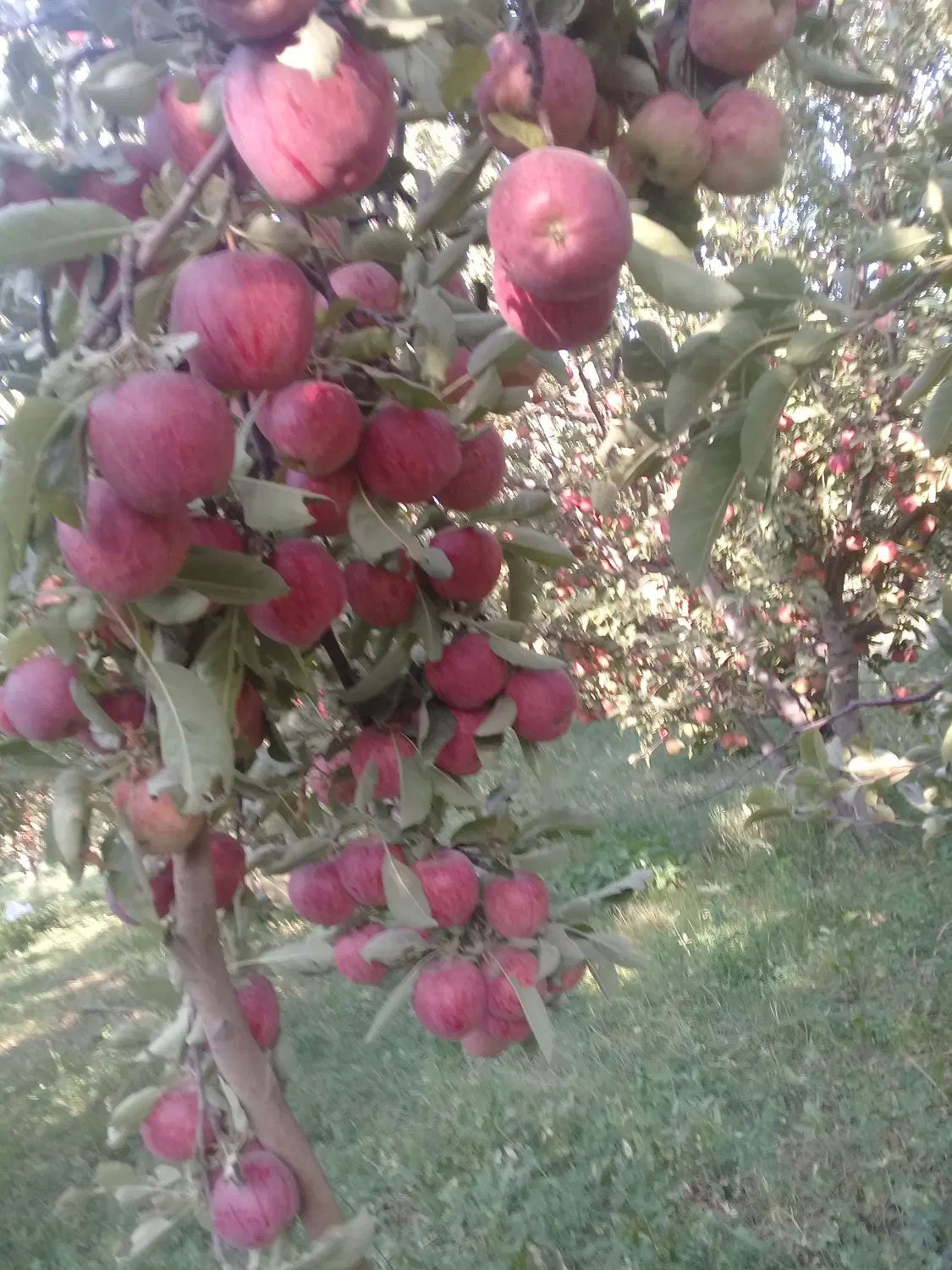 اجاره باغ سیب