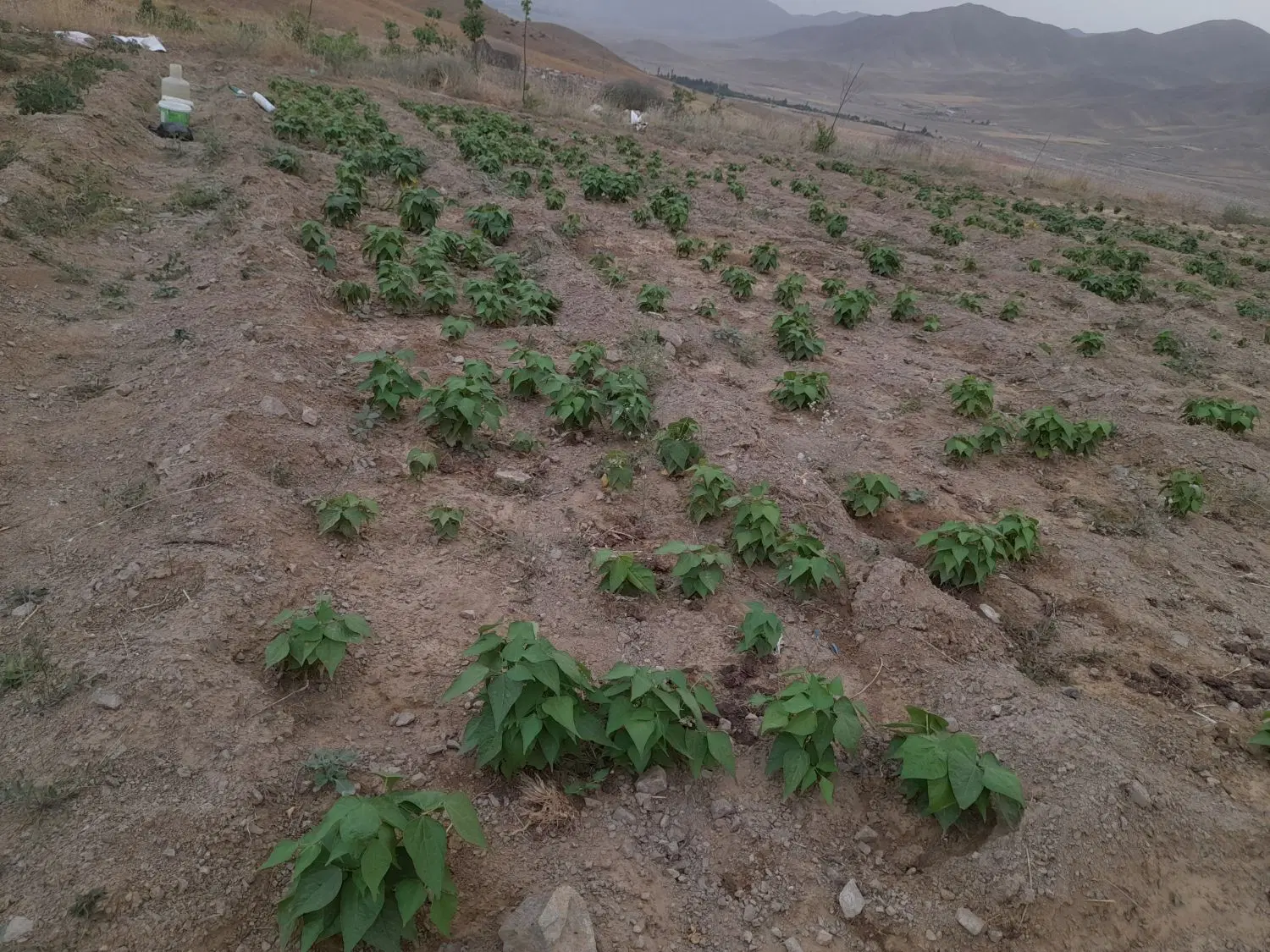 زمین 5000 متری در روستای حیدرآباد