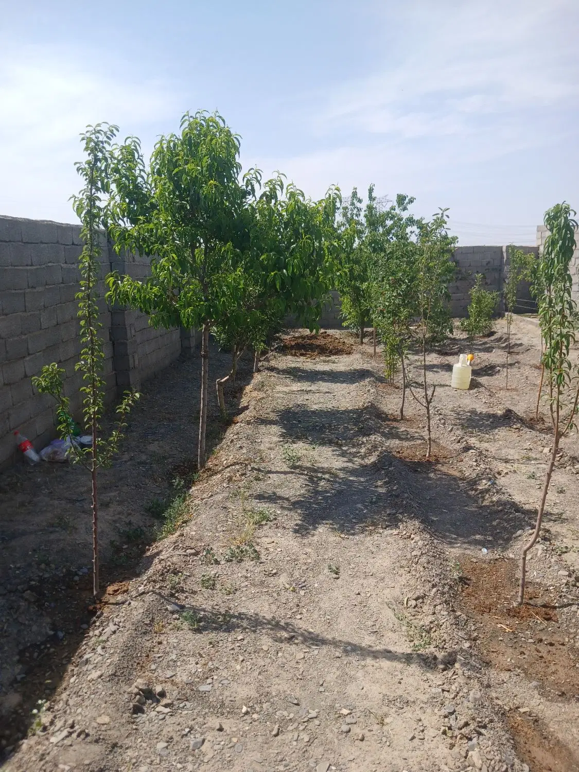 سلام دوستان .  معاوضه باغ باماشین