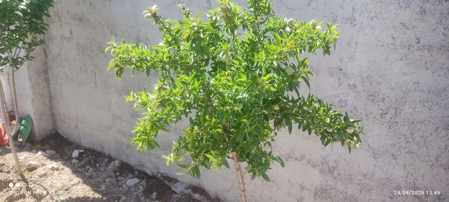 باغچه آماده 250متری