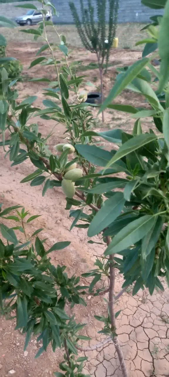 فروش باغ (شخصی)