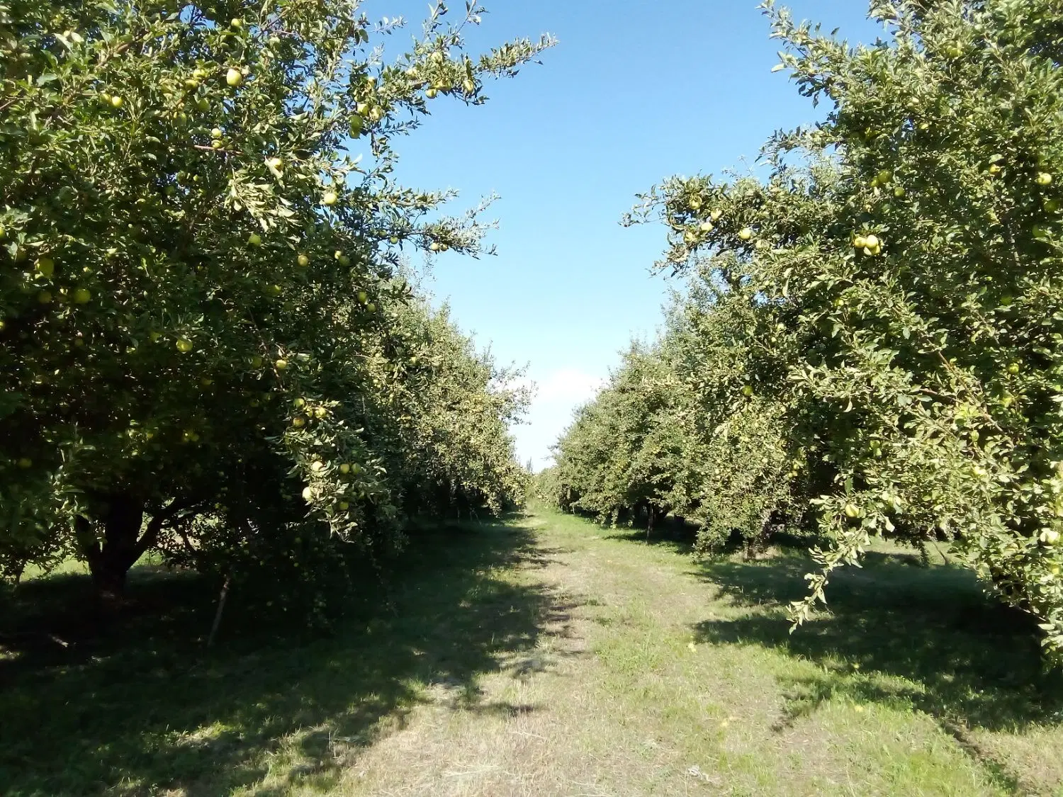اجاره باغ سیب