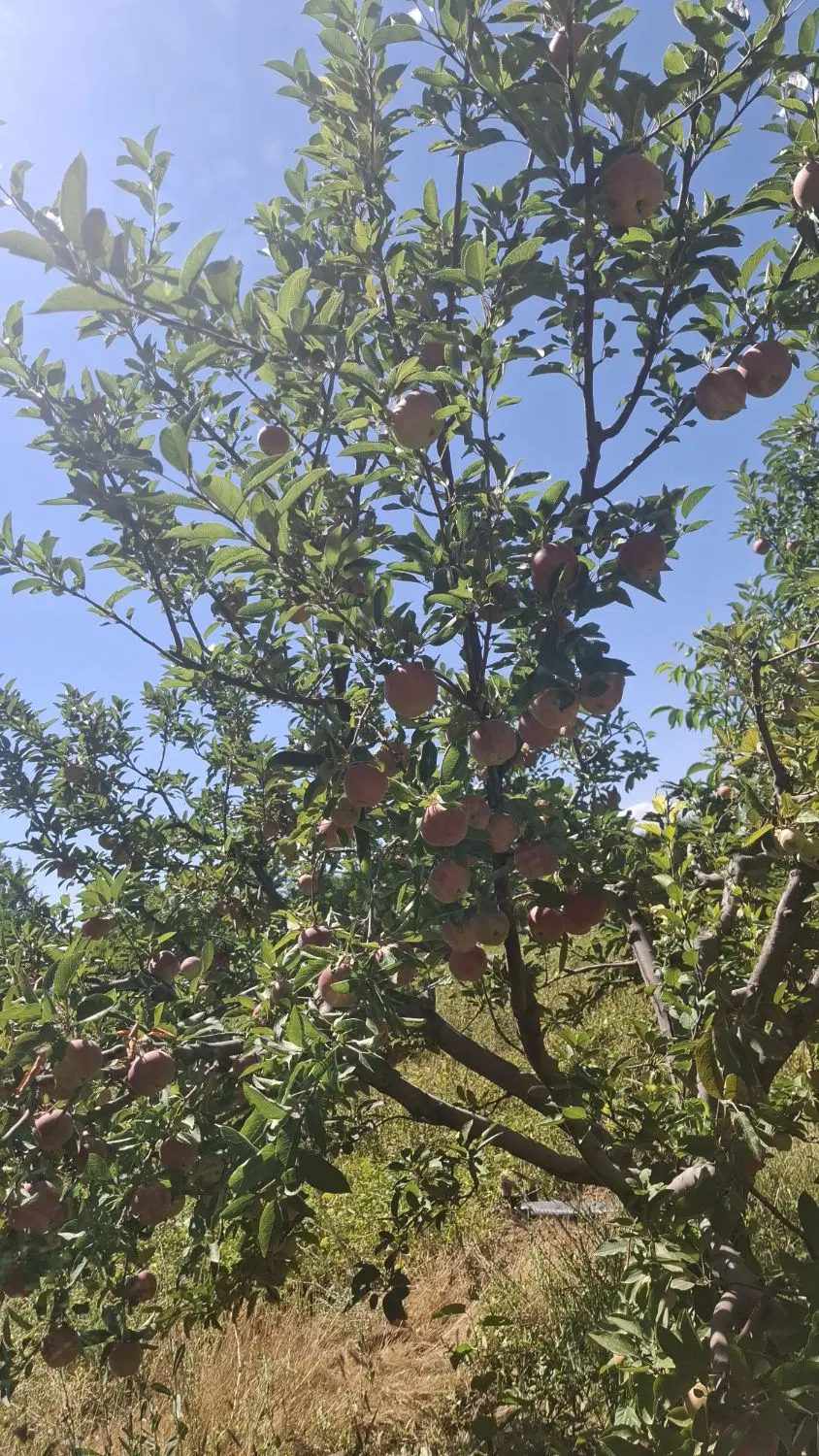 یک حکتار باغ سیب اجاره داده میشود