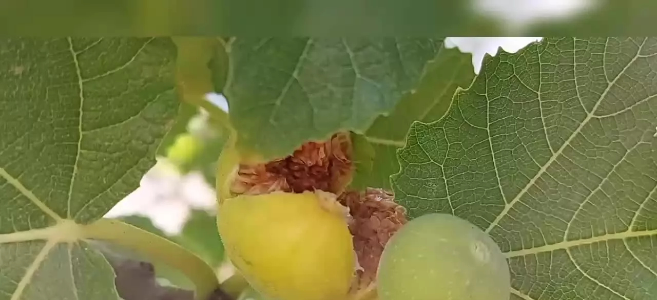 ملک ثمری تفریحی