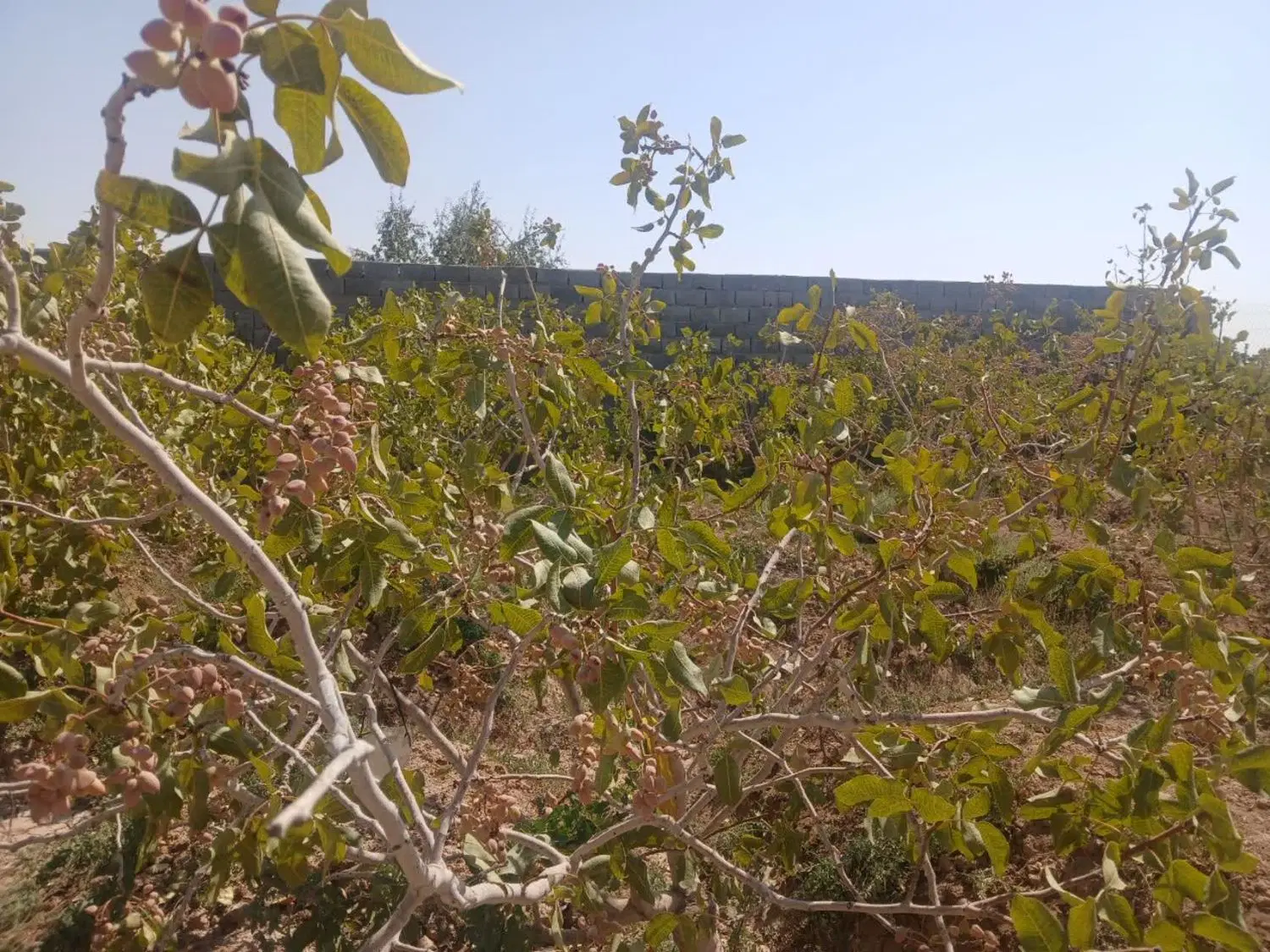 باغچه باغ  پسته حاجی آباد