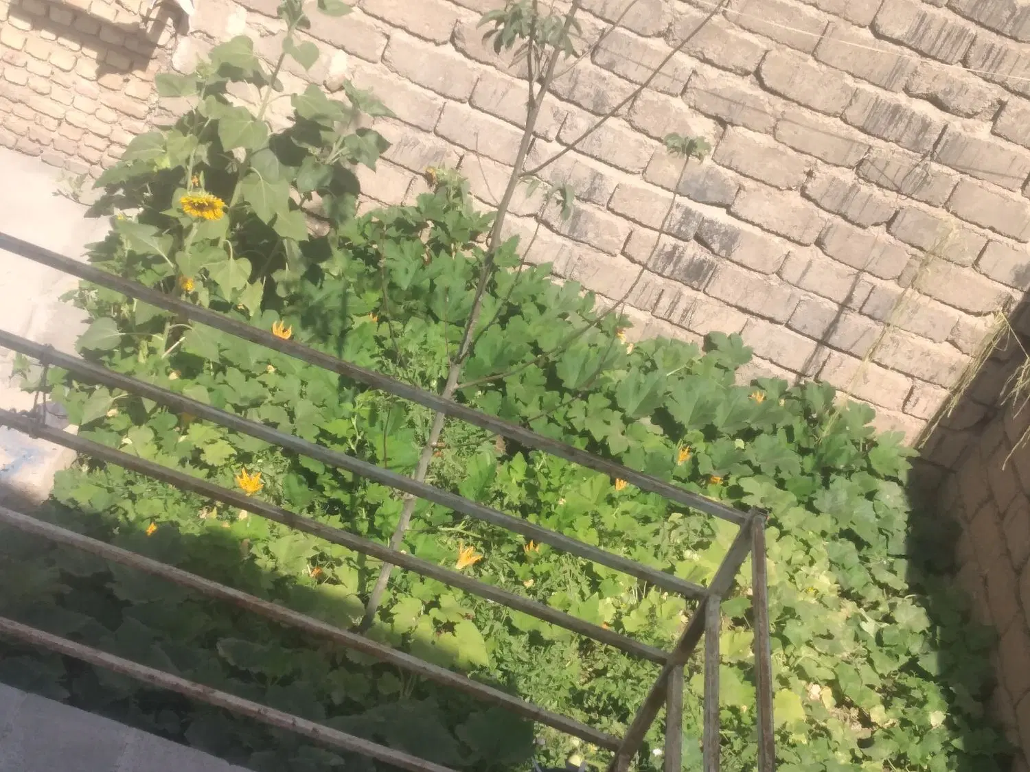 اجاره خانه ویلایی دربست حیاط بزرگ