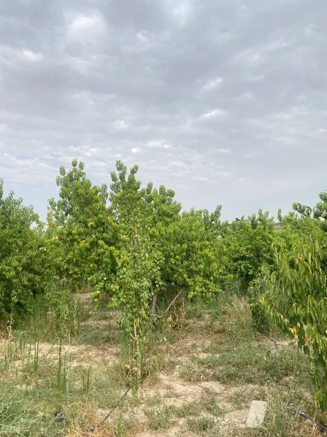 باغ زمین ویلا