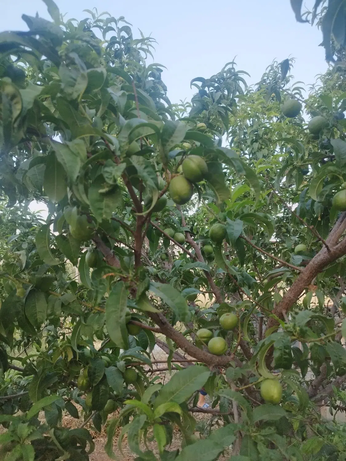 باغ عقیل آباد