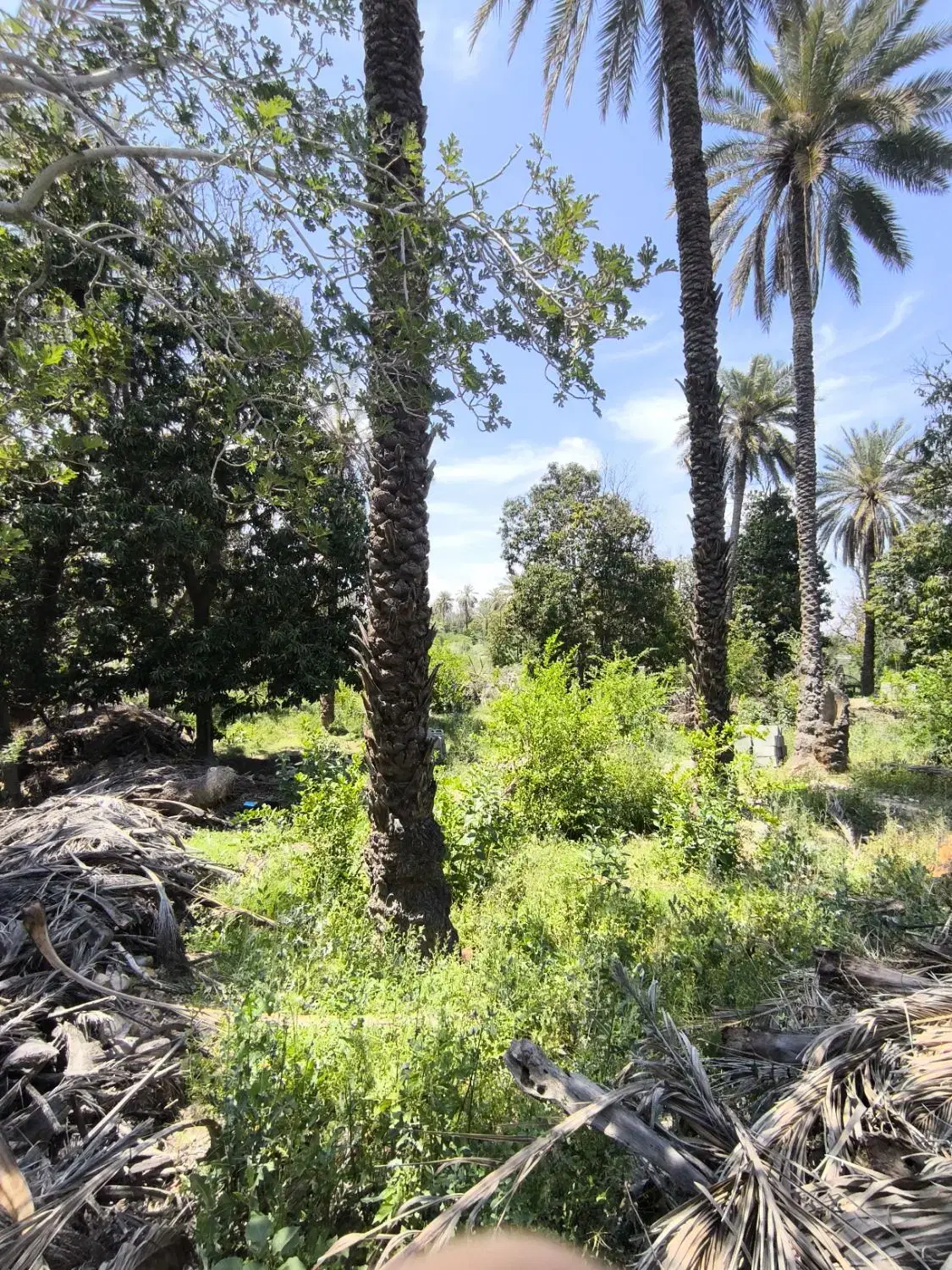 باغ سیاهو معاوضه با ماشین