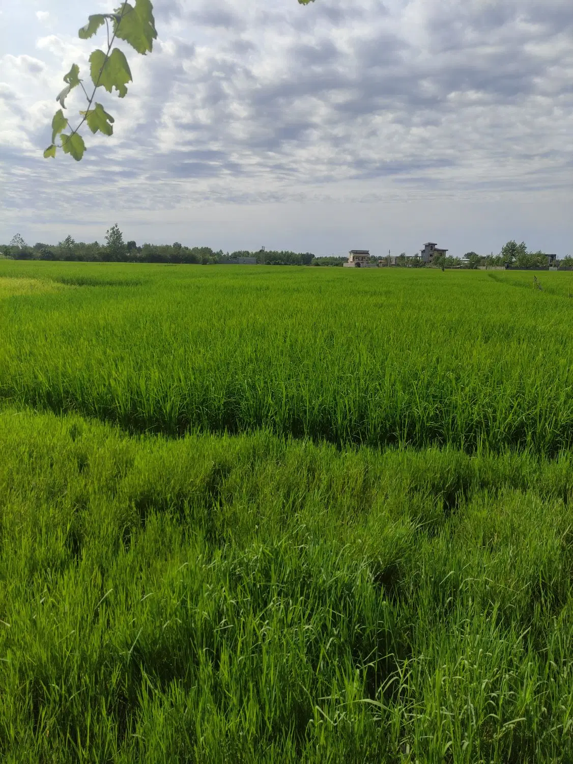 زمین کشاورزی