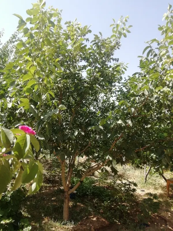 فروش زمین مهدیس مهندسین