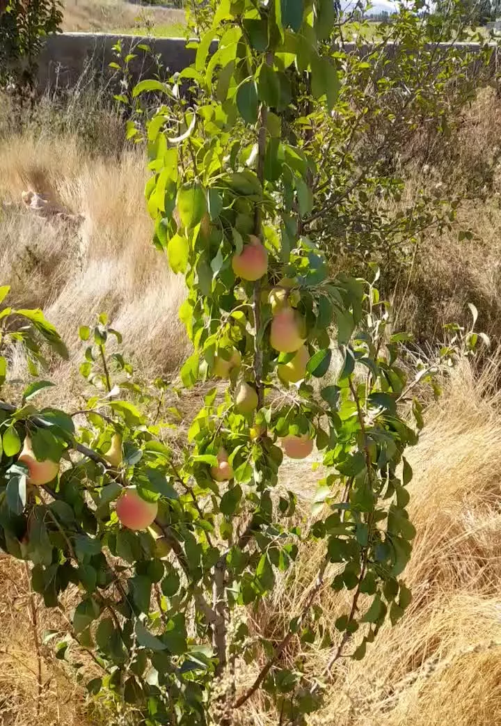 باغ گلابی