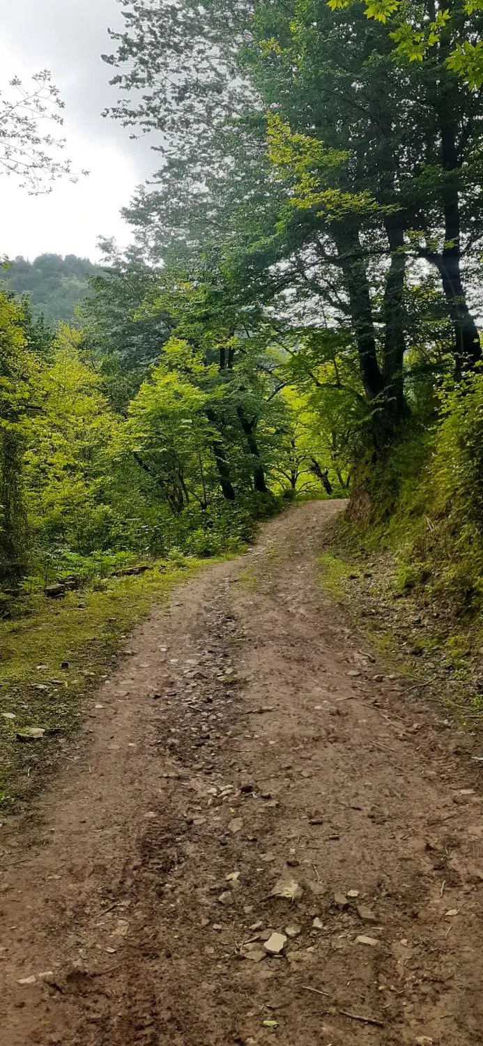 زمین داخل طرح هادی روستای سفیدمزگی شهرستان شفت