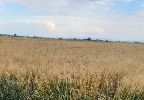 اجاره زمین کشاورزی برای گندم