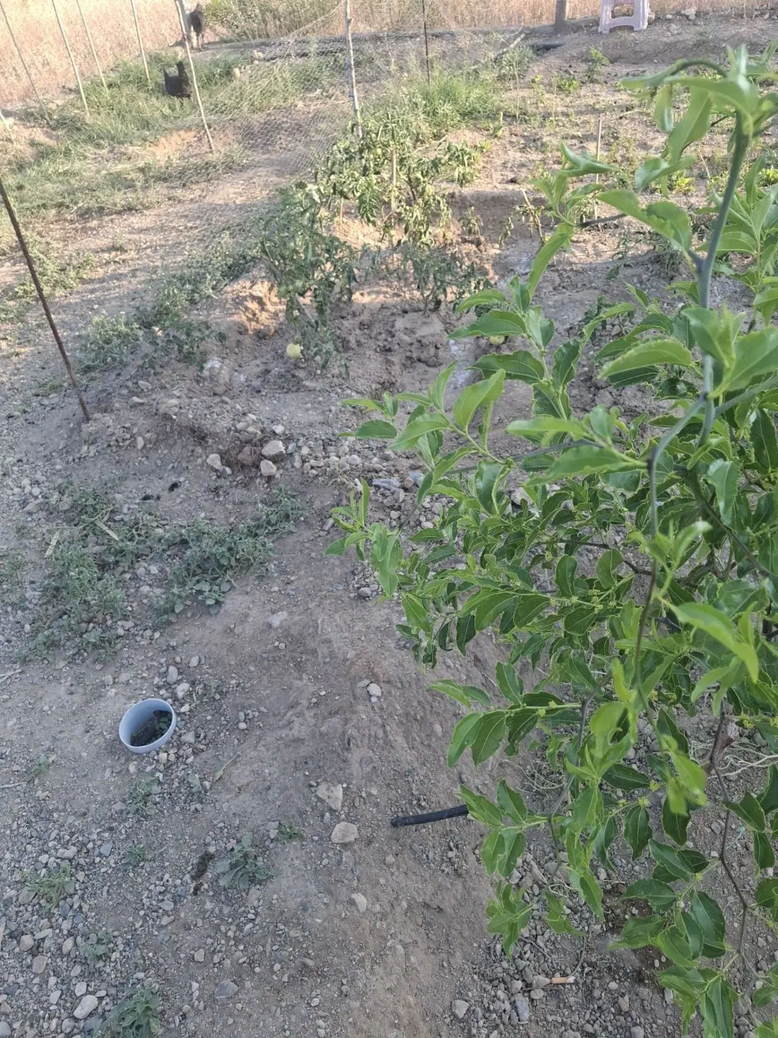 باغ جوان با 3ساعت آب از چاه عمیق.
