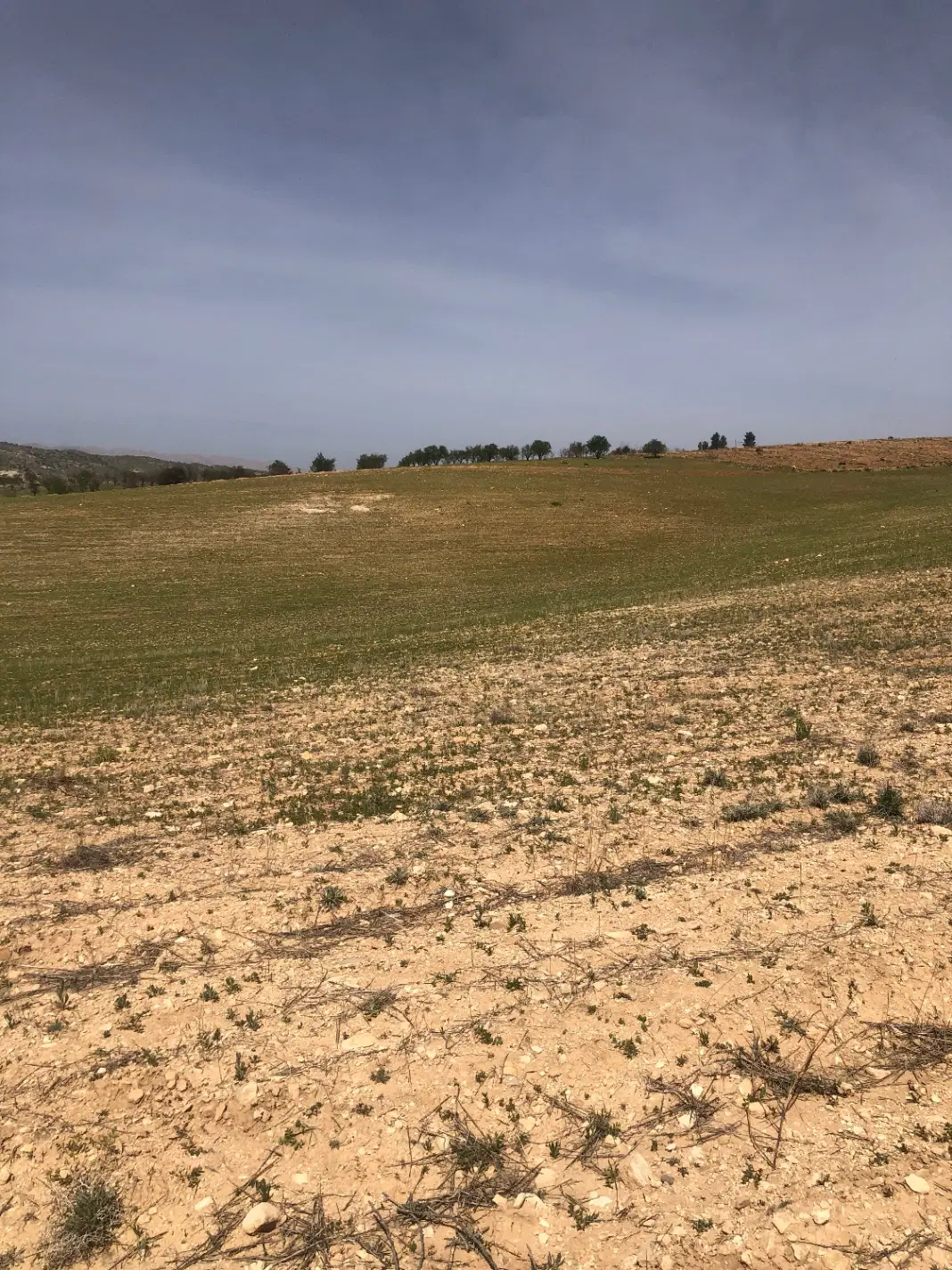 فروش زمین باغی خانزنیان