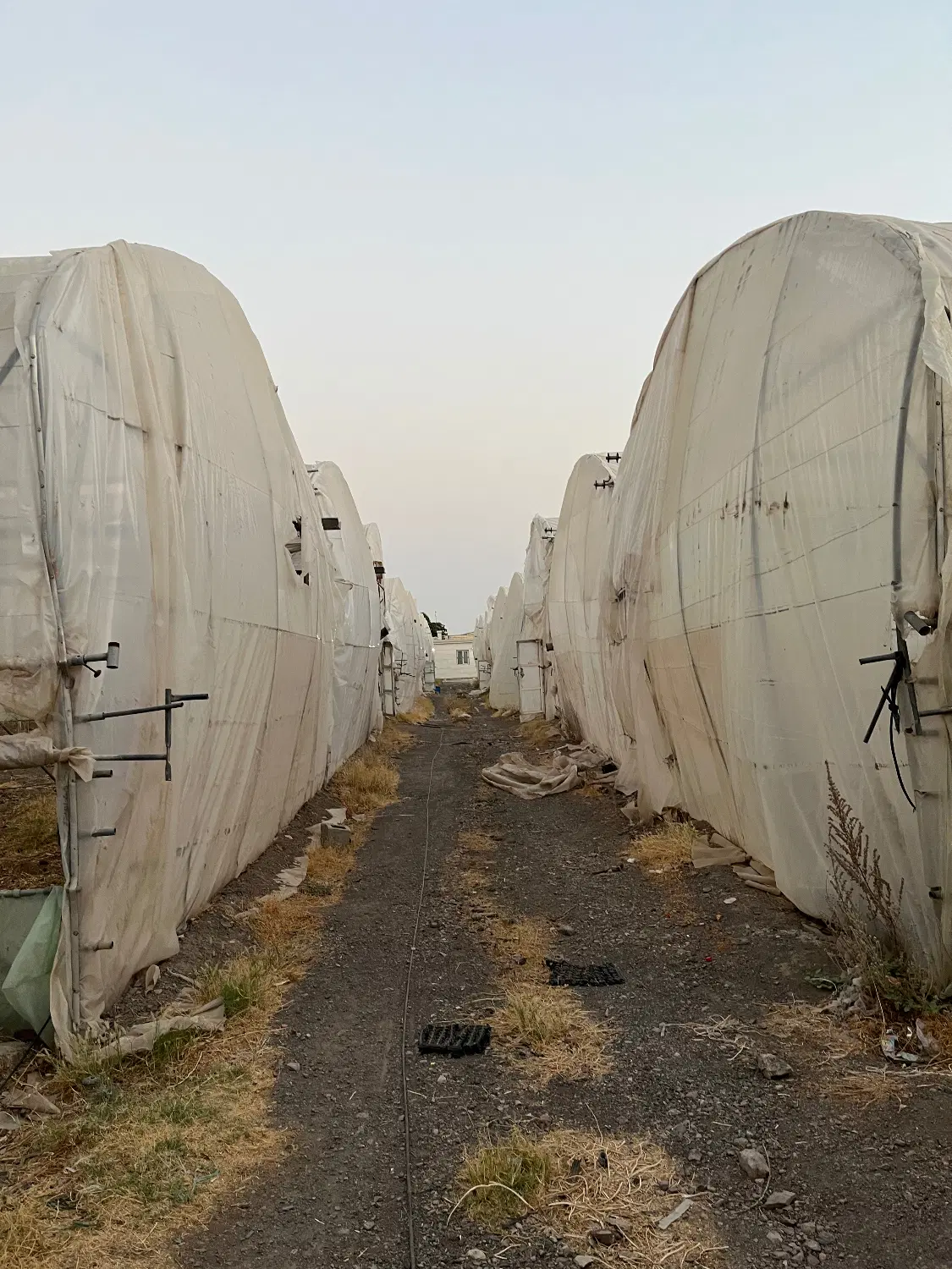 اجاره  یا فروش گلخانه رودان