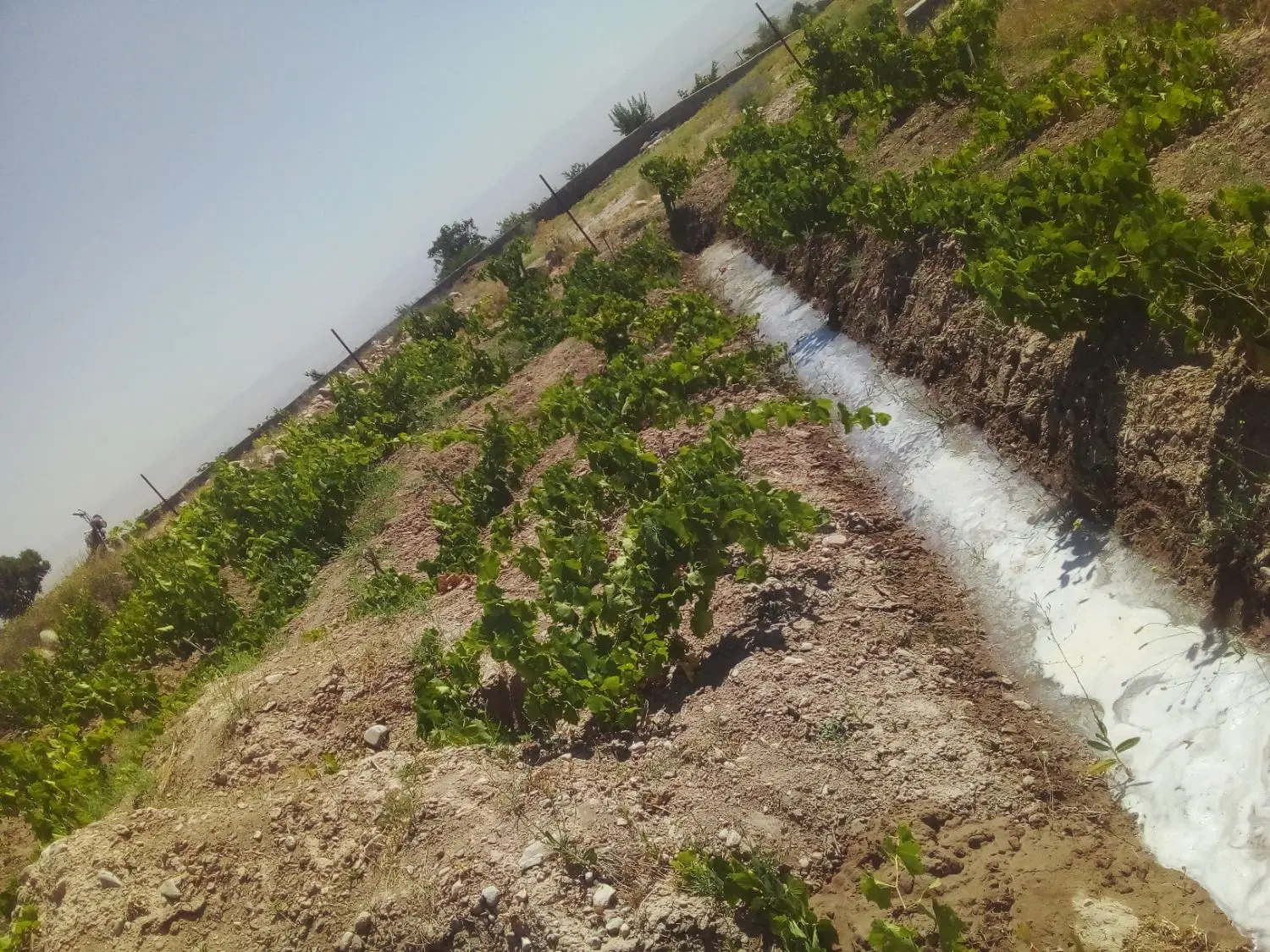باغ نومیم وگردو