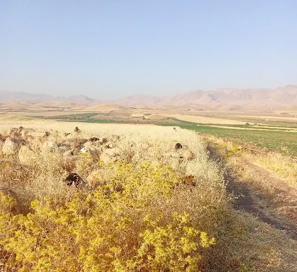 اجاره زمین دیم