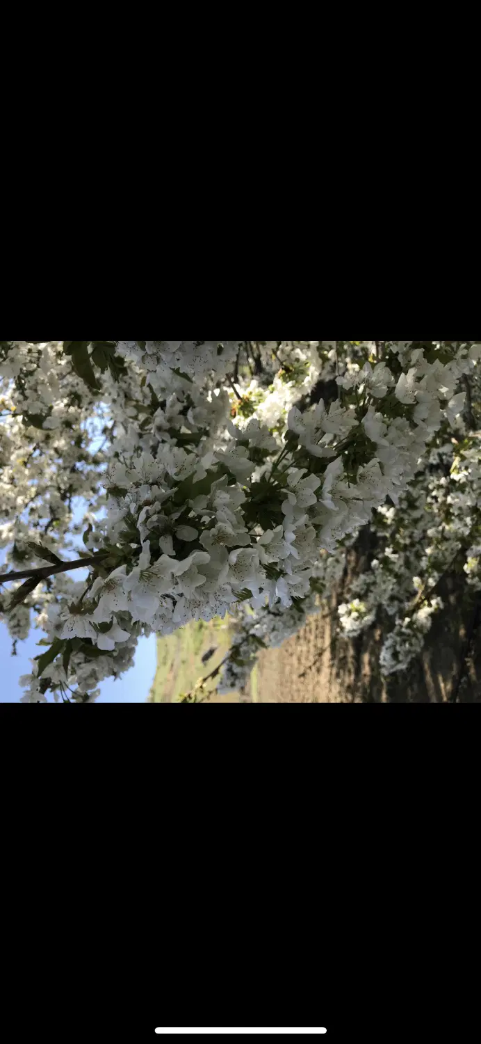 باغ سد گاوشان