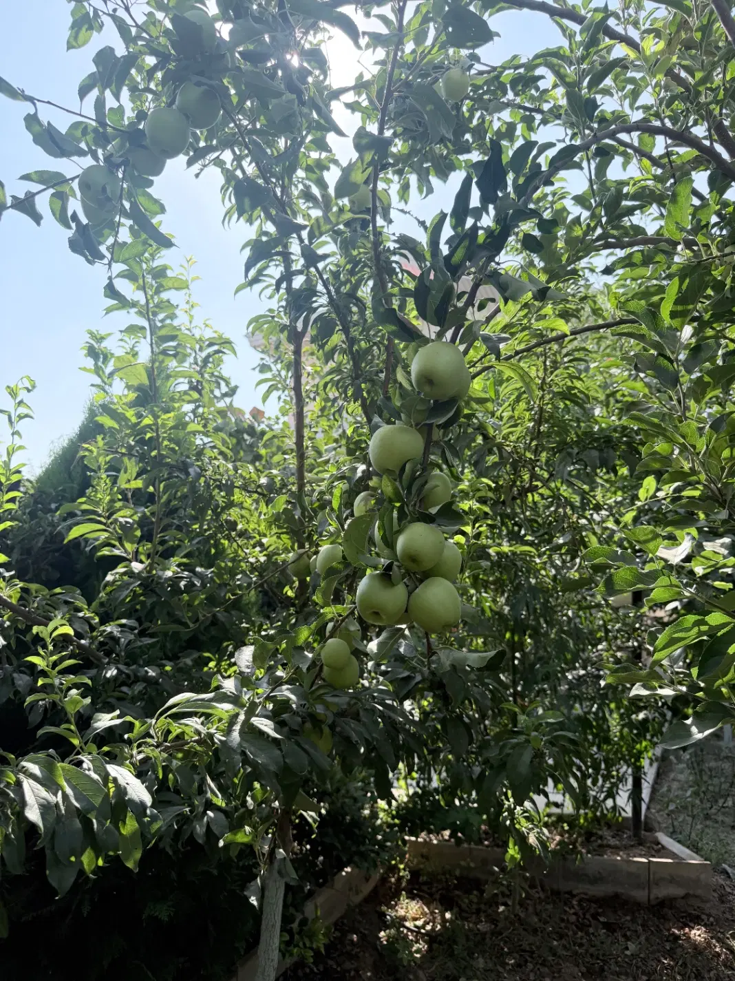 باغ ویلا دوبلکس در کوندج