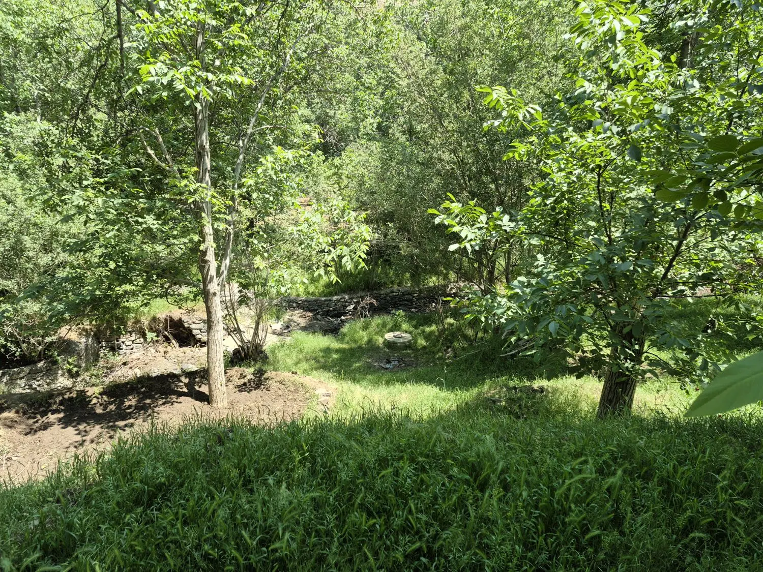 زمین باغی جنگلی
