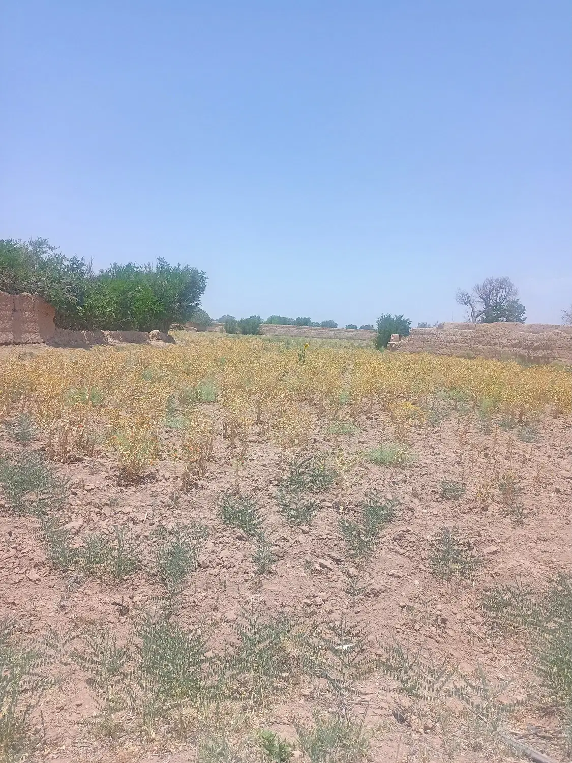 زمین محصور